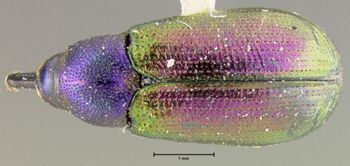 Media type: image;   Entomology 25157 Aspect: habitus dorsal view